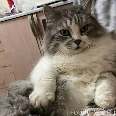 Пропал кот, ул. Советская