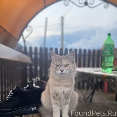 Пропала кошка Ася, Бахаровка
