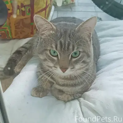 Найден кот