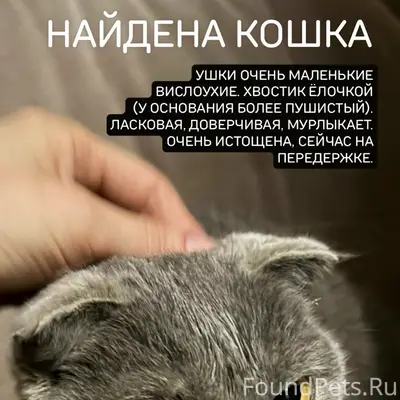 Найдена вислоухая кошка, Кострома