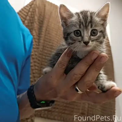 Найден дымчатый котёнок, 106 км