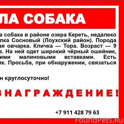 Пропала собака Тора, Лоухский район