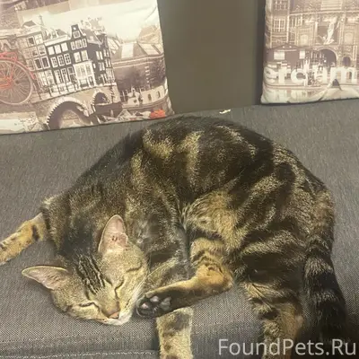 Найден кот, Октябрьский район