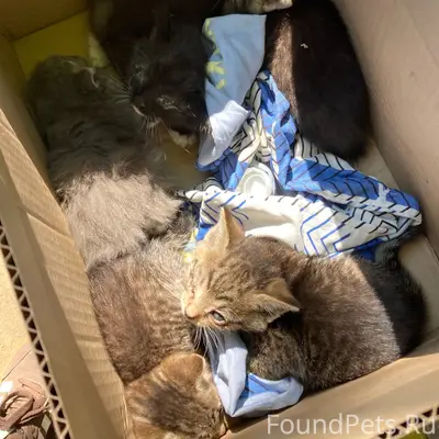 Найдены котята, Зяб