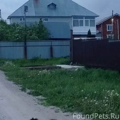 Пропал старый пёс Тоша, Ивачева 130