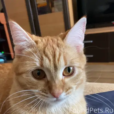 Пропала рыжая кошка Сима, г. Саратов