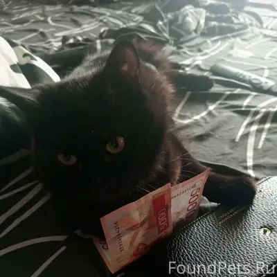 Пропал чёрный кот Марс, район Мира 4
