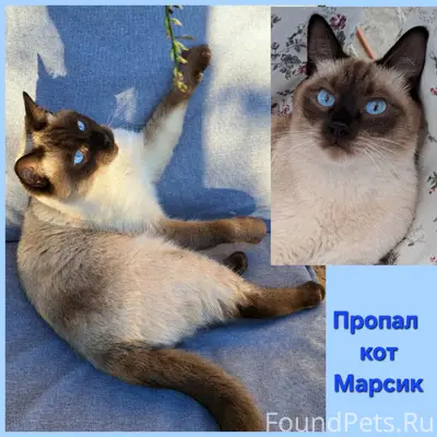 Пропал сиамский кот Марсик, Анапа
