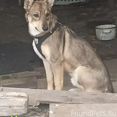 Пропал щенок Волчек, Новомосковск