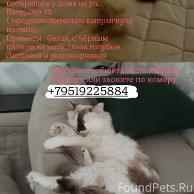 Пропала кошка,