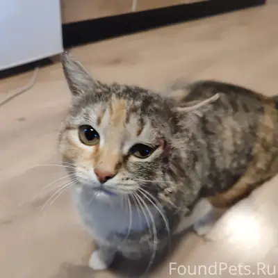 Пропала кошка Куся
