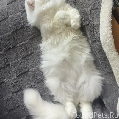 Пропала кошка, Локомотивная 5