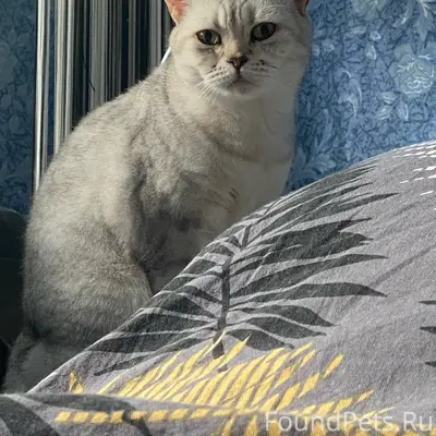 Пропала кошка Муся, Комарова 9