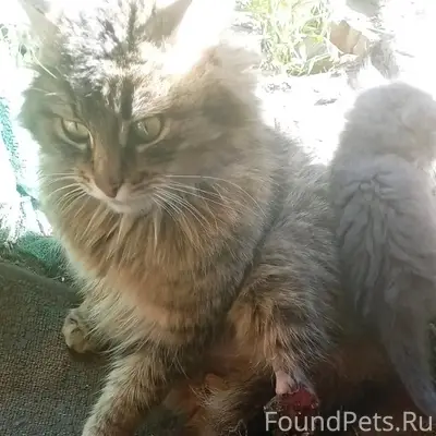 Найдена кошка Дуся, трёхлапая, Ульяновск