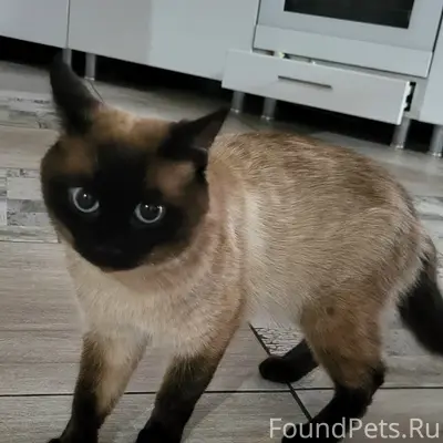 Найден кот, Клубная 15