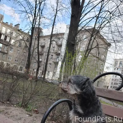 Пропал пёс Лёня, улица Шкапина