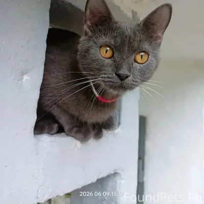 Найдена кошка с ошейником, Матросова 69