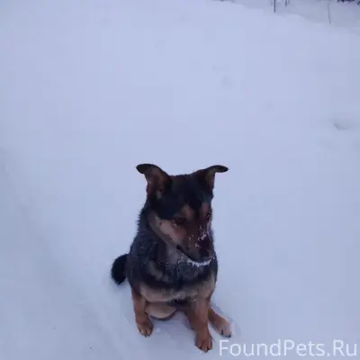 Пропала собака Лиза