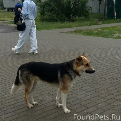 Пропал пёс, район ул. Мазурова