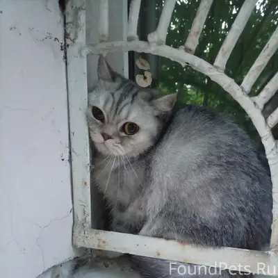 Найдена кошка, Самара, Аэродромная