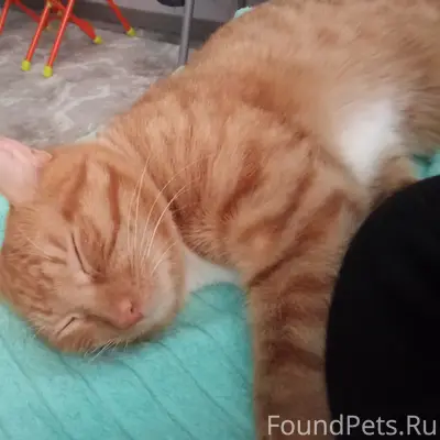 Пропал рыжий кот Чуба́йс