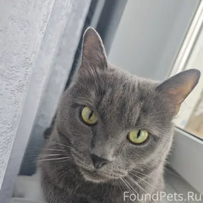 Пропал кот Томас, район Стекольного