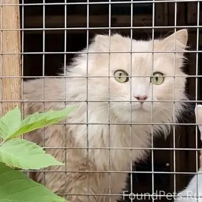 Пропал длинношёрстный кот, Балашиха