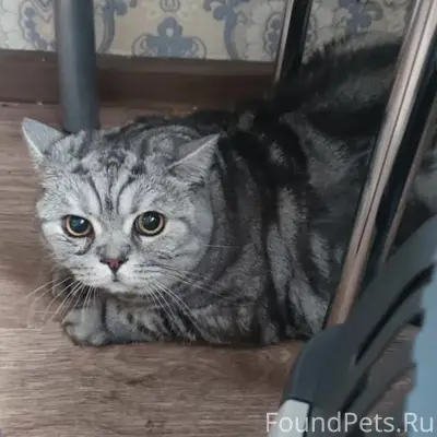 Найден кот, Санкт-Петербург, пр. Металлистов