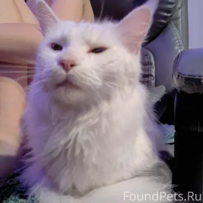 Найдена кошка породы Майкун, район ж/д вокзала
