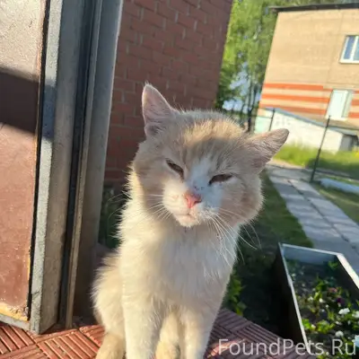 Найден кот, Калуга