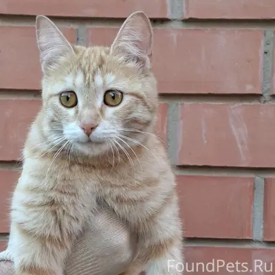 Найдена кошка, Залесный