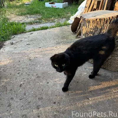Найдена кошка, без породы, без особых примет