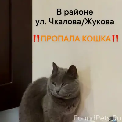 Пропала кошка Бруня