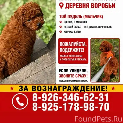 Пропал той пудель, деревня Воробьи, Калужская область