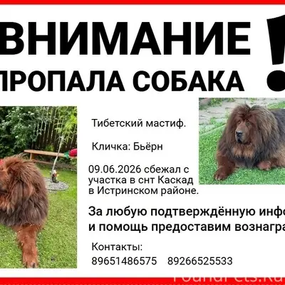 Пропала собака мастиф, Истринский район