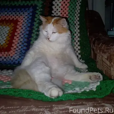 Пропал кот Мурзик, Туймазы
