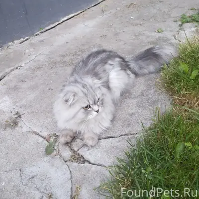 Найден кот.