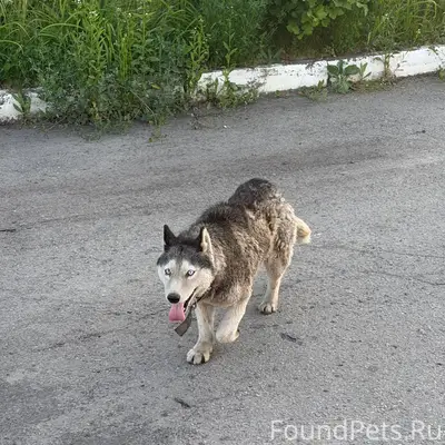 Пропала собака, похожа на хаски, район Черняховского