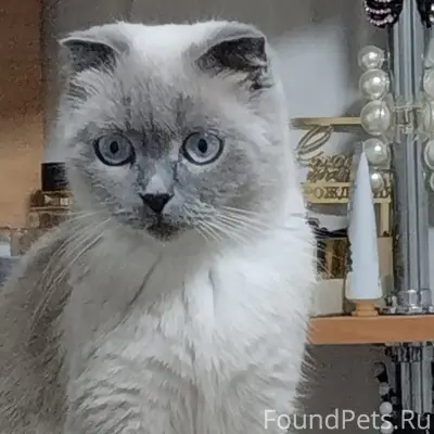 Пропала кошка Ася, Переславский район