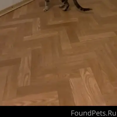 Найдена кошка, Садовая 21кор 3