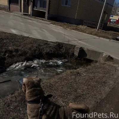 Пропала собака Шарпей, лиловый окрас