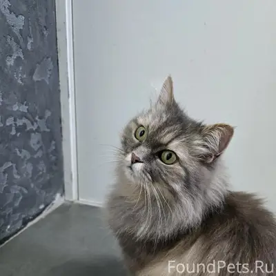 Найдена кошка, Одинцово