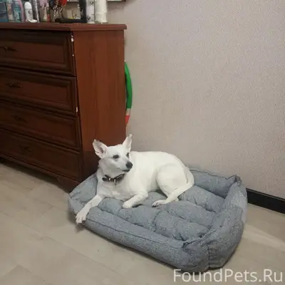 Пропала собака, глухая, белый окрас, пляж Дубенки
