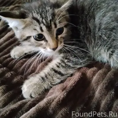 Найден котёнок, район Крупской 6