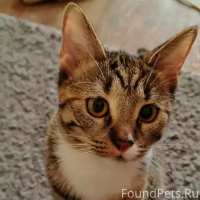 Пропала кошка Луна, Костковка