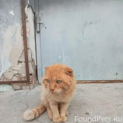 Найден кот, Абрамово