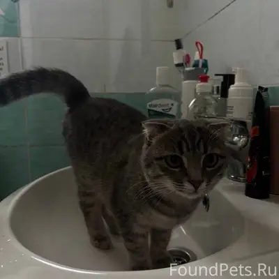 Пропала кошка, район Сириус