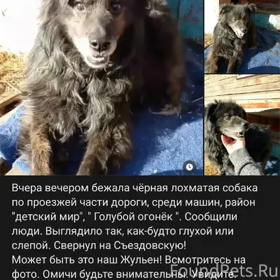 Пропал старый глухой пёс