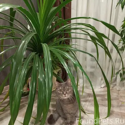 Пропал кот, ДСР, ул. Нагорная, Льва Толстого, Сенная