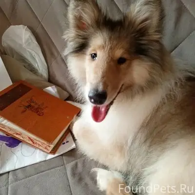 Пропала колли, рыжая девочка, Шабаново